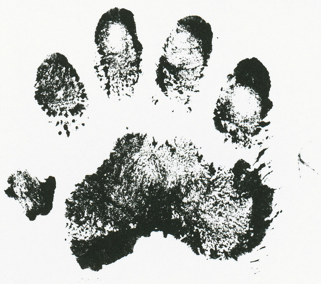 Badger's forepaw print