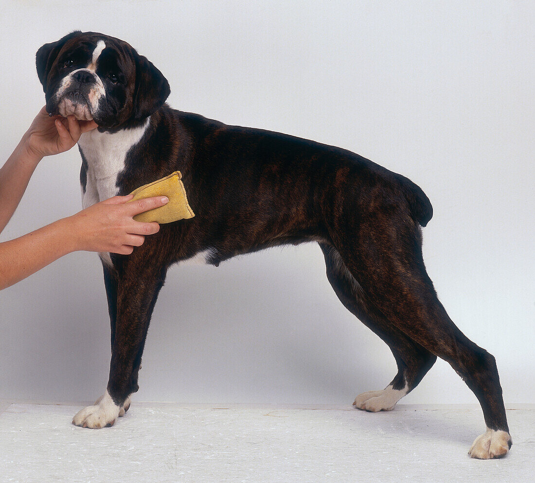 Polishing a dog's fur with chamois cloth