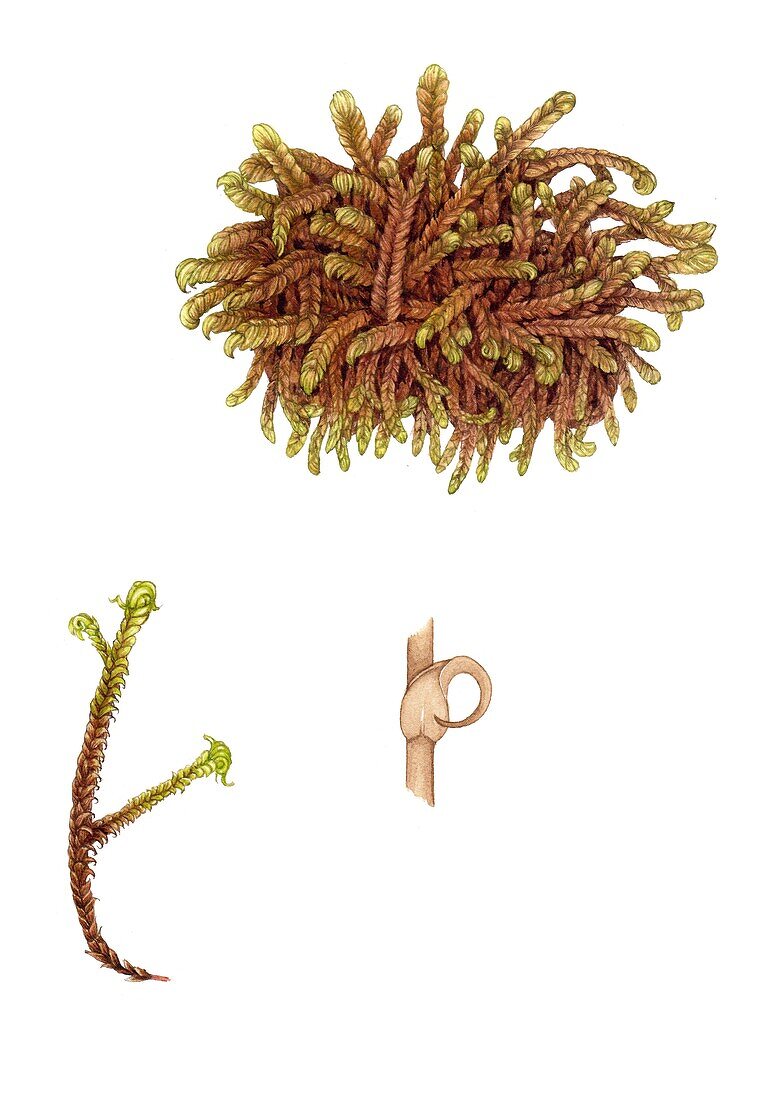 Rusty hook moss (Scorpidium revolvens) , illustration