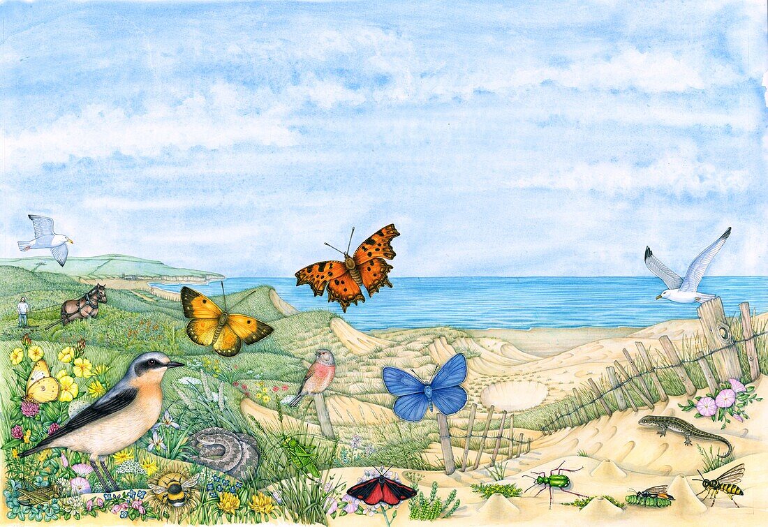 Sand dune landscape, illustration