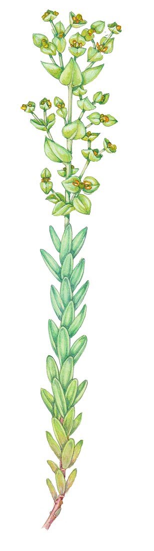 Sea spurge (Euphorbia paralias), illustration