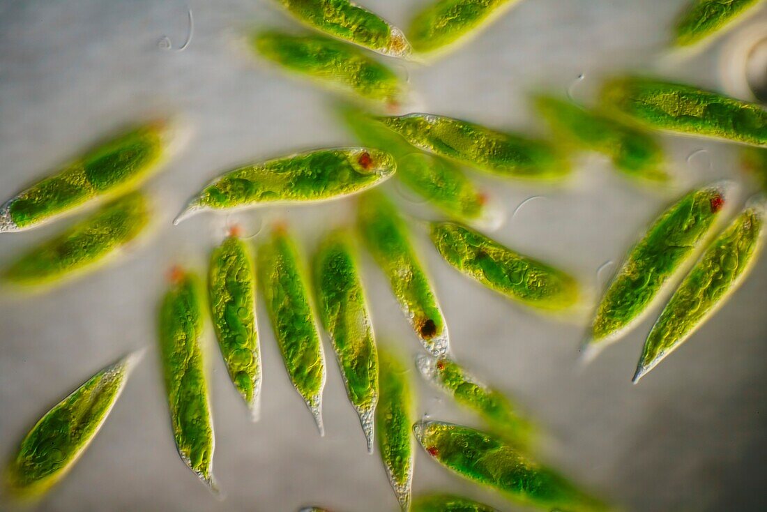 Euglena sp. protists, light micrograph