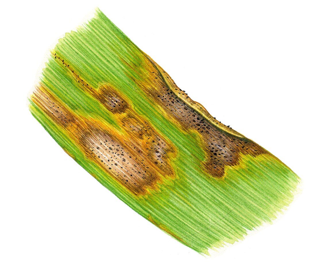 Septoria leaf blotch on wheat (Triticum sp.), illustration