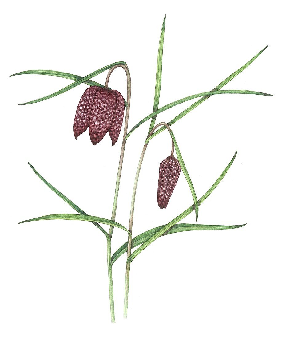 Snakes head fritillary (Fritillaria meleagris), illustration