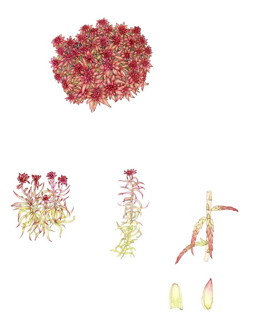 Red bog moss, illustration