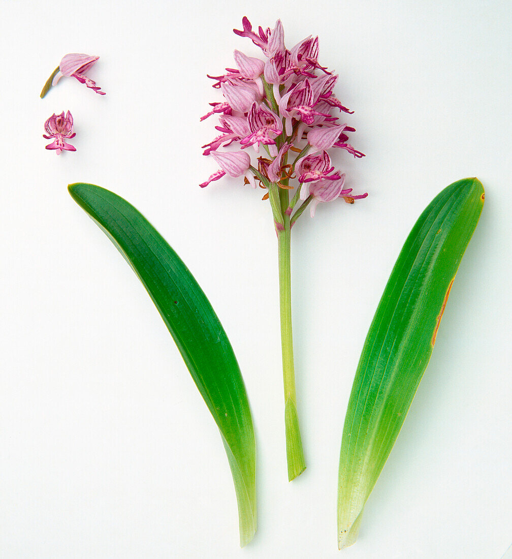 Military orchid (Orchis militaris) stem