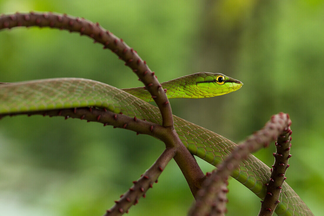 Short-nosed vine snake