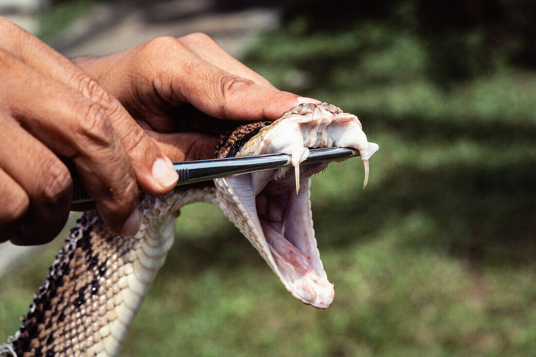 Snake venom extraction