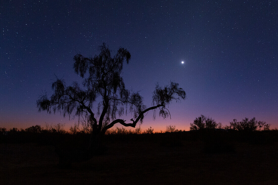 Venus over desert tree, Iran