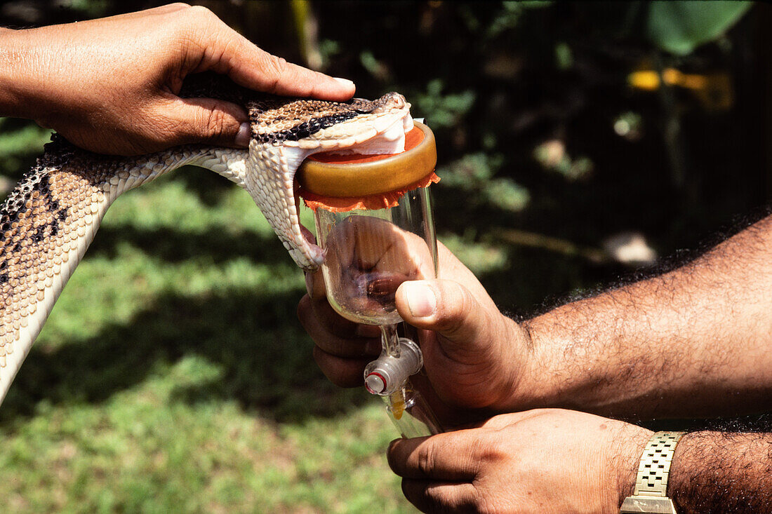 Snake venom extraction