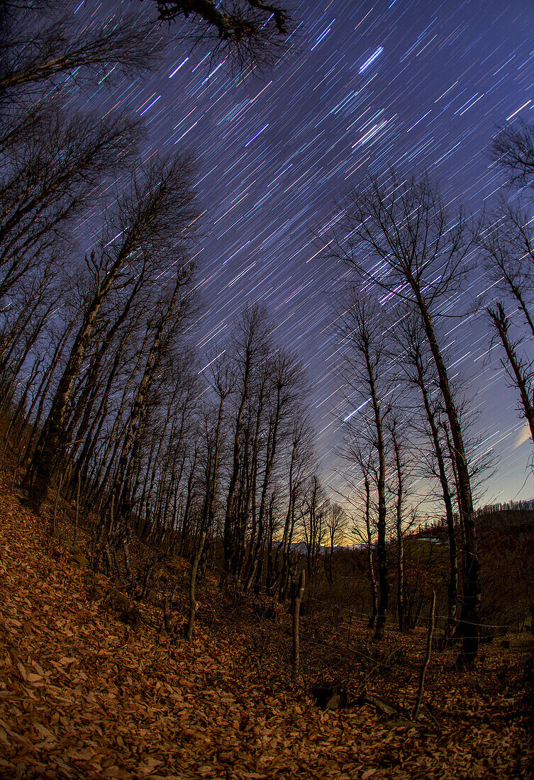 Star trails over Hyrcanian Forests, Iran