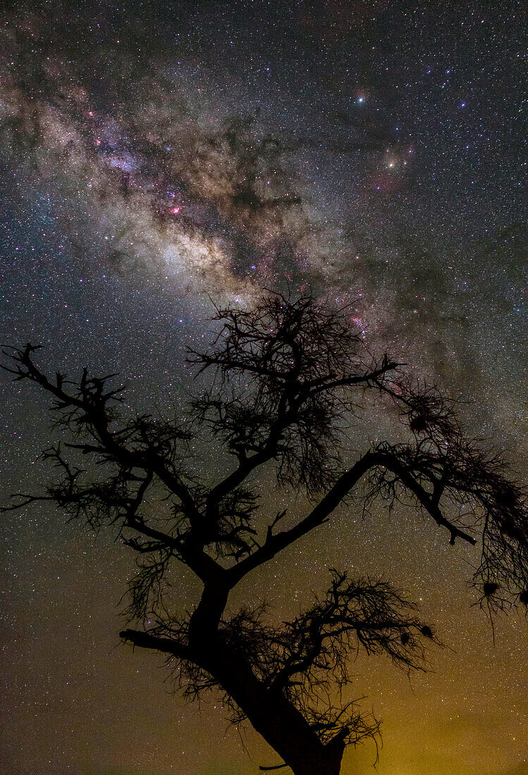 Milky Way and Acacia tree, Amboseli National Park, Kenya