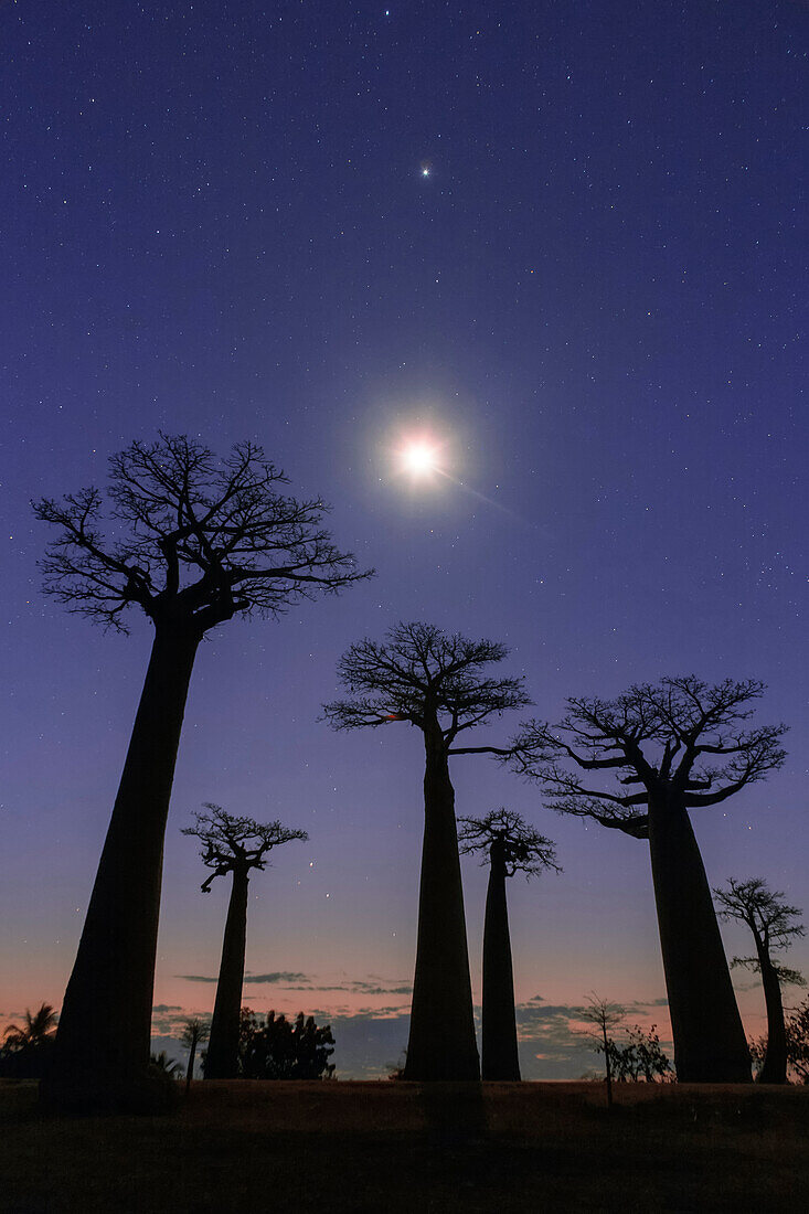 Moon and planets over baobab trees, Madagascar