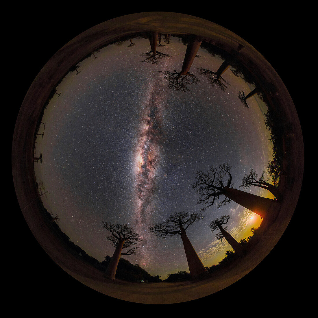Night sky over baobab trees, 360-degree view