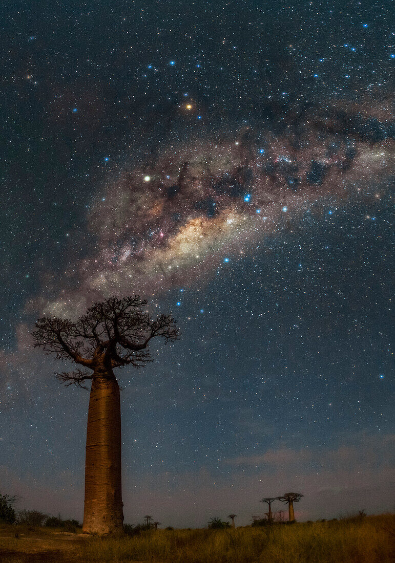 Milky Way rising over baobab tree, Madagascar