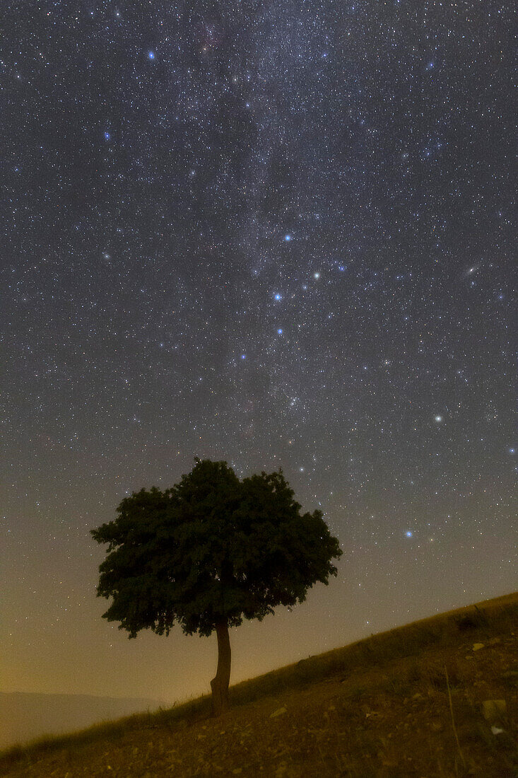 Night sky over a tree