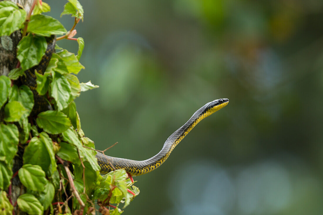 Bird snake hunting for prey in a tree