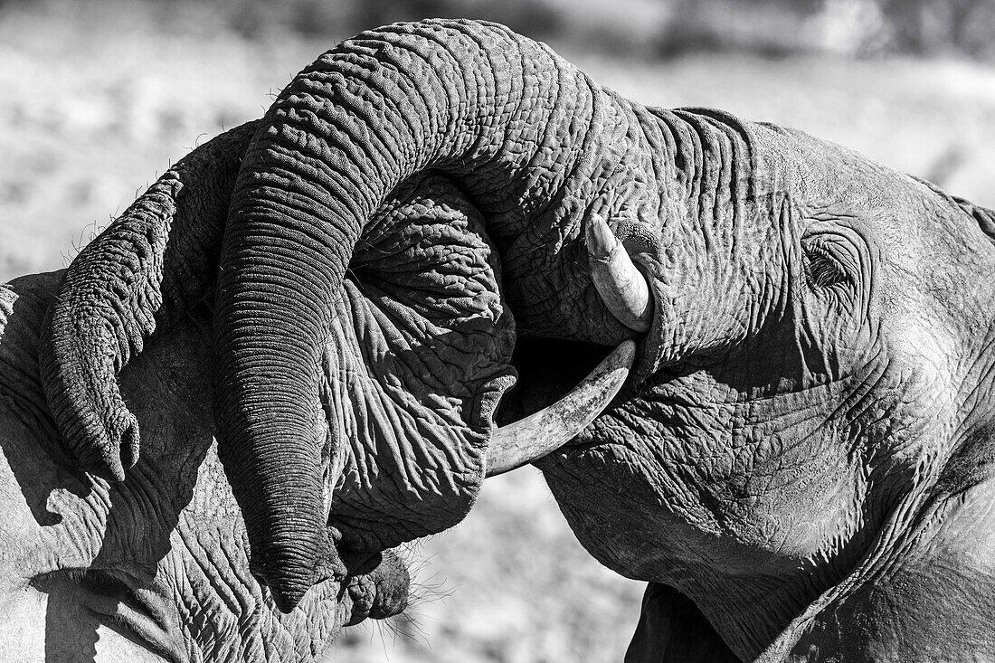 African elephants with trunks entwined