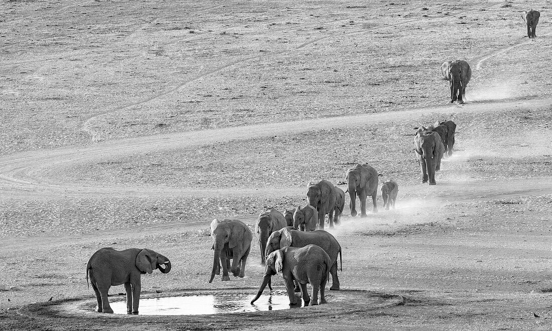 African elephants approaching a waterhole