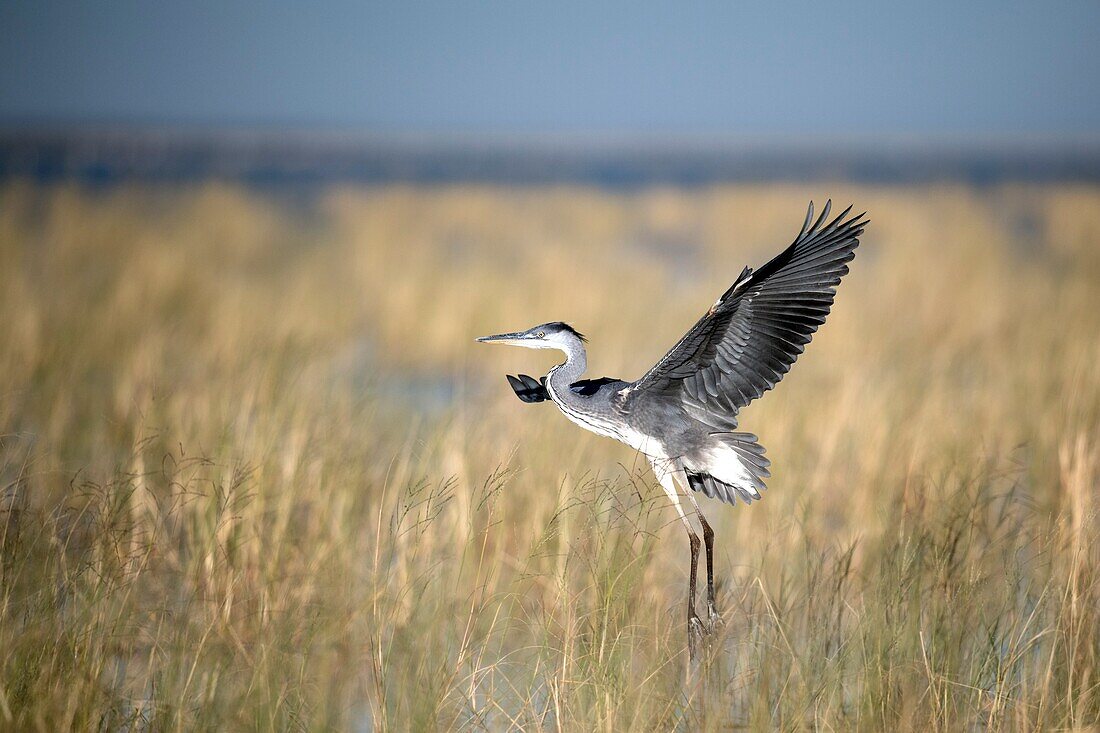 Black-headed heron taking off