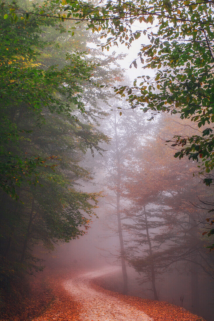 Misty autumn day in hyrcanian forests, Iran