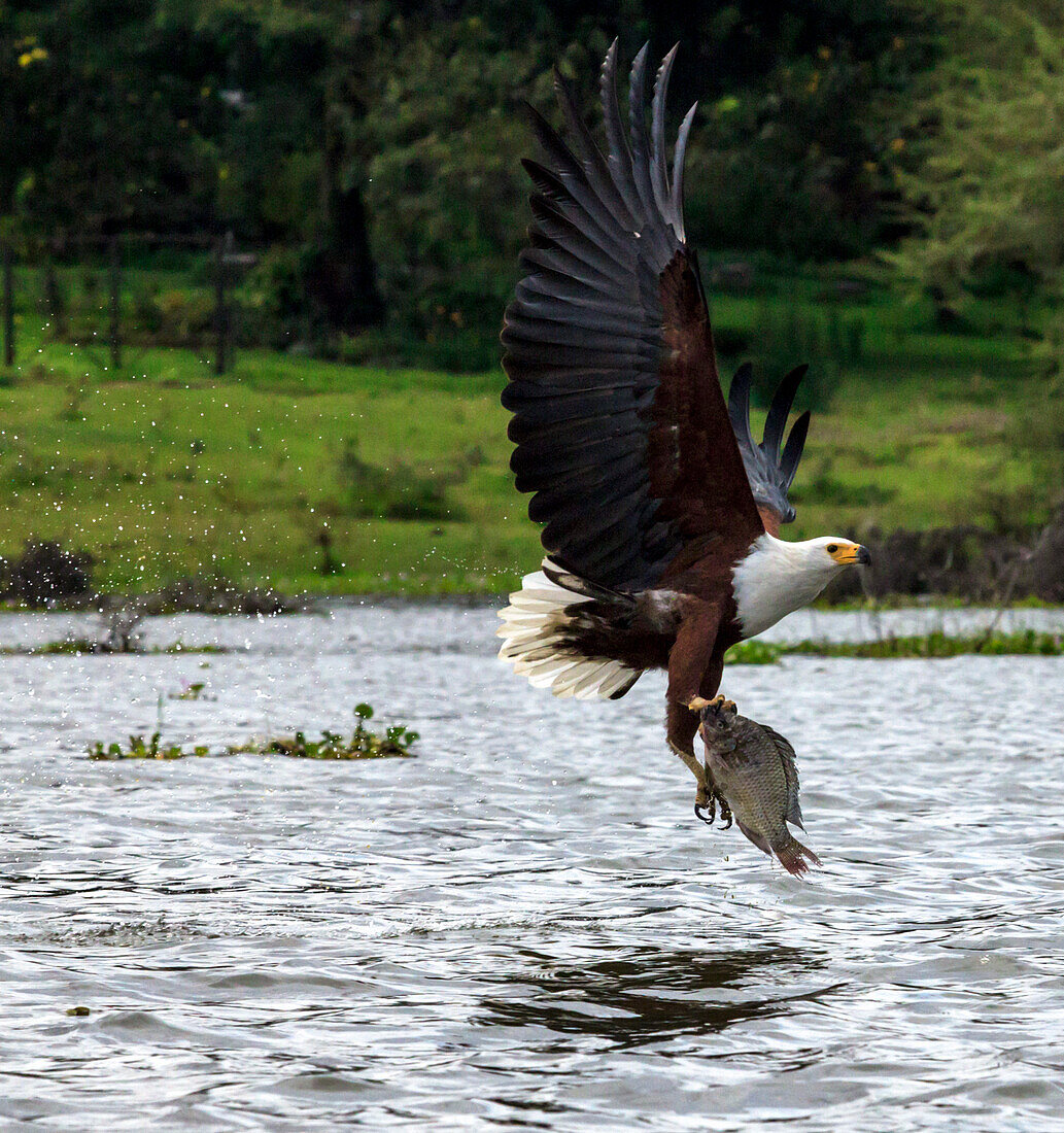 African fish eagle hunting, Lake Naivasha, Kenya