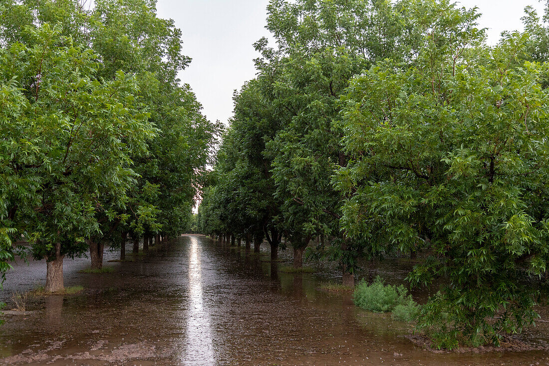 Pecan trees in New Mexico desert, USA