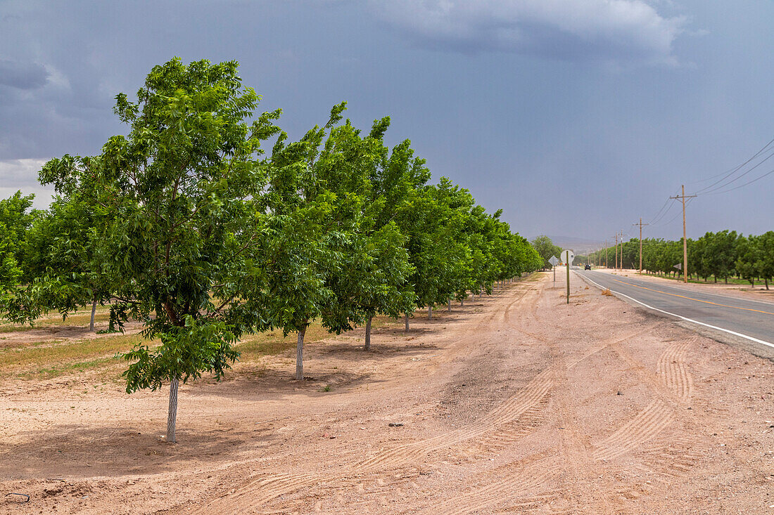 Pecan Trees in New Mexico Desert