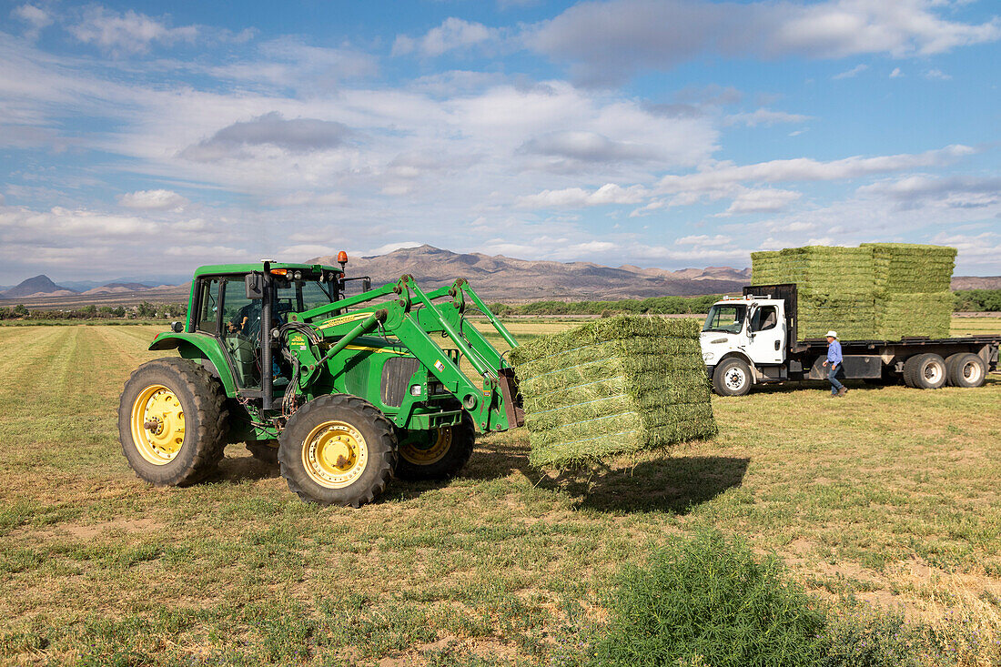 Alfalfa harvest in New Mexico, USA