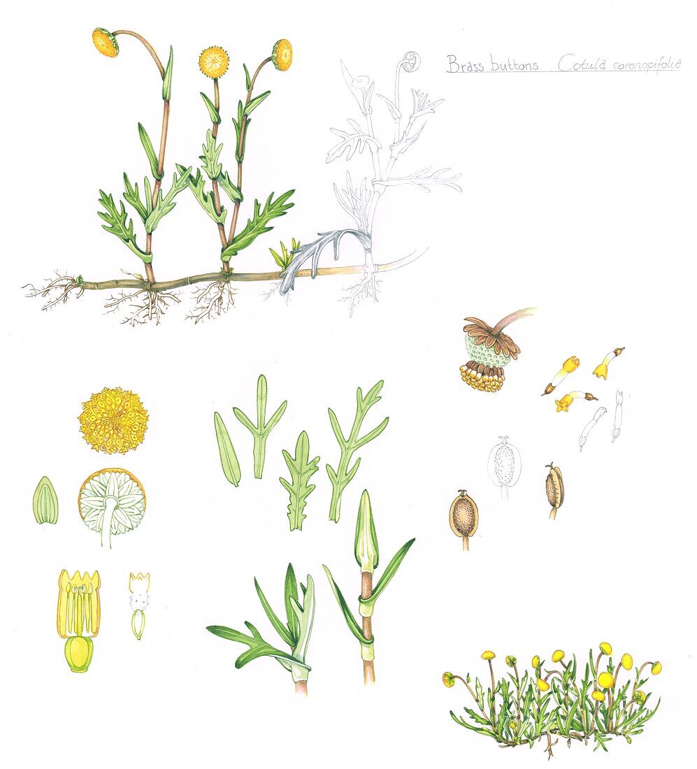 Buttonweed (Cotula coronopifolia), illustration