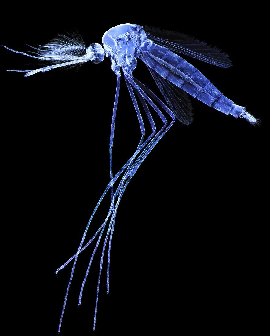 Male mosquito, LM