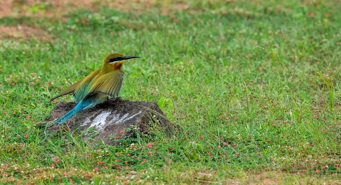 Blue tailed bee eater