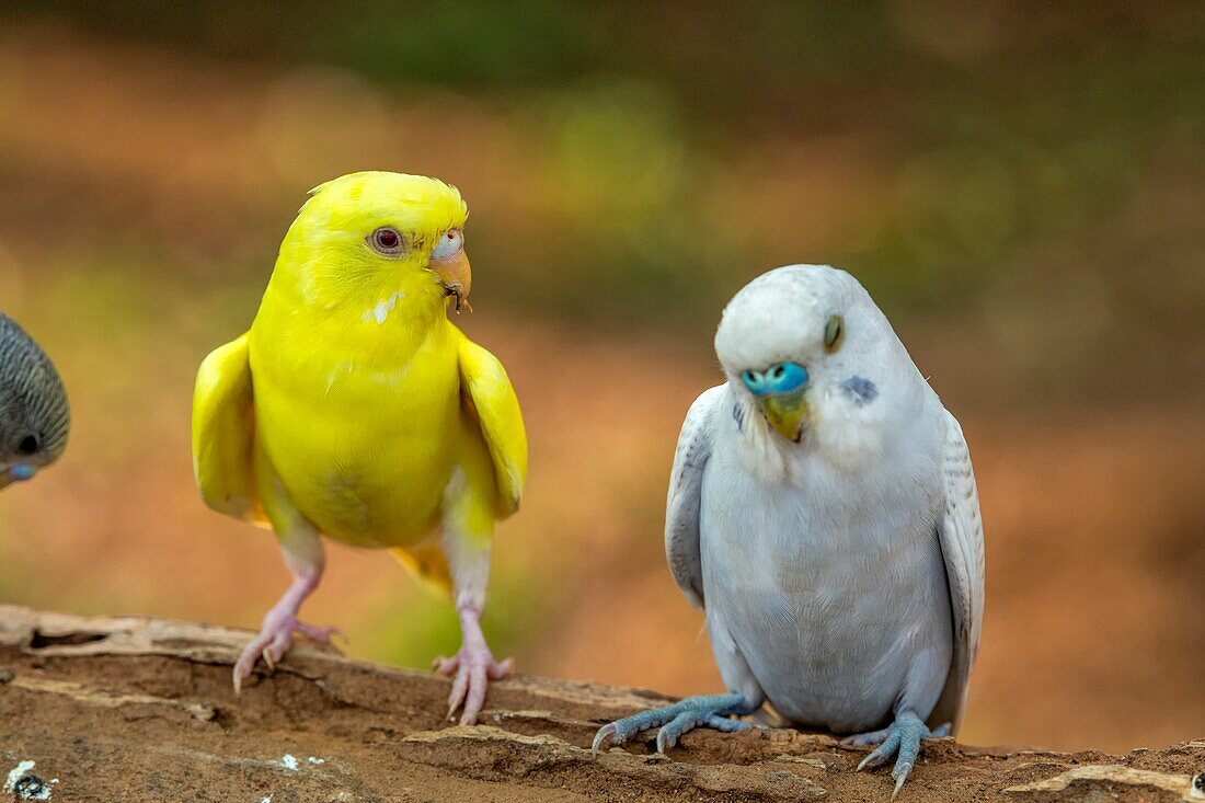 Yellow and white budgerigars