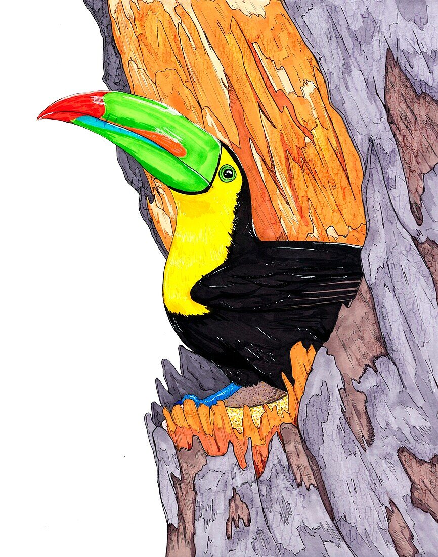 Toucan, illustration