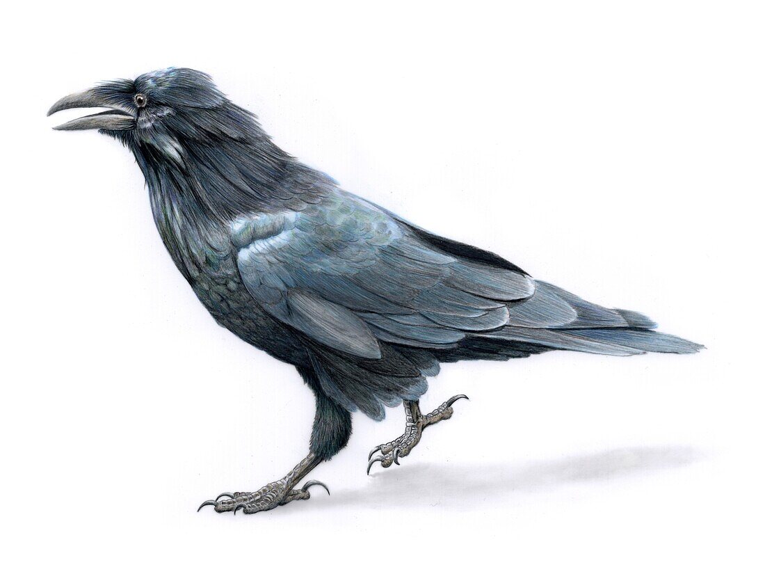 Raven, illustration