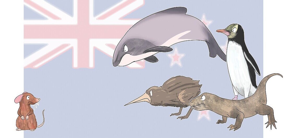 Rats in New Zealand, illustration