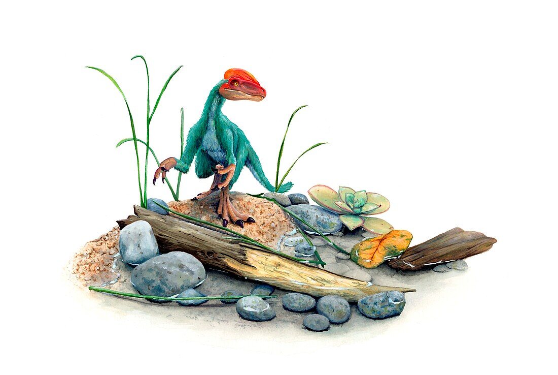 Guanlong in habitat, illustration