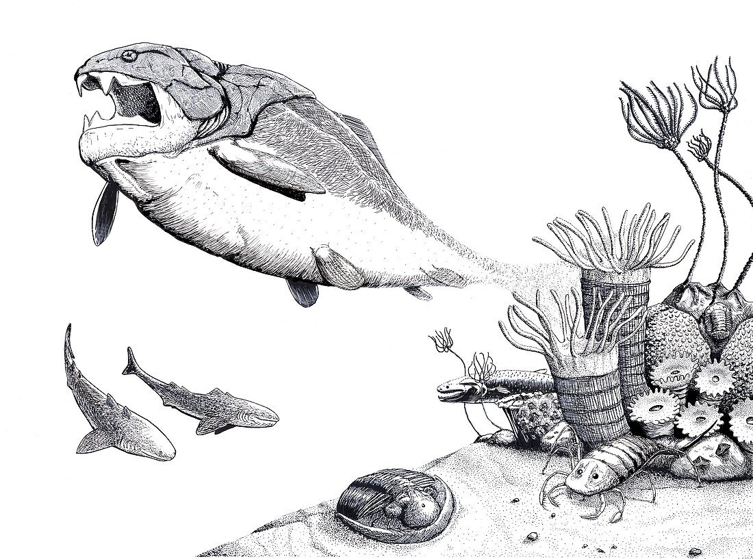 Devonian fauna, illustration