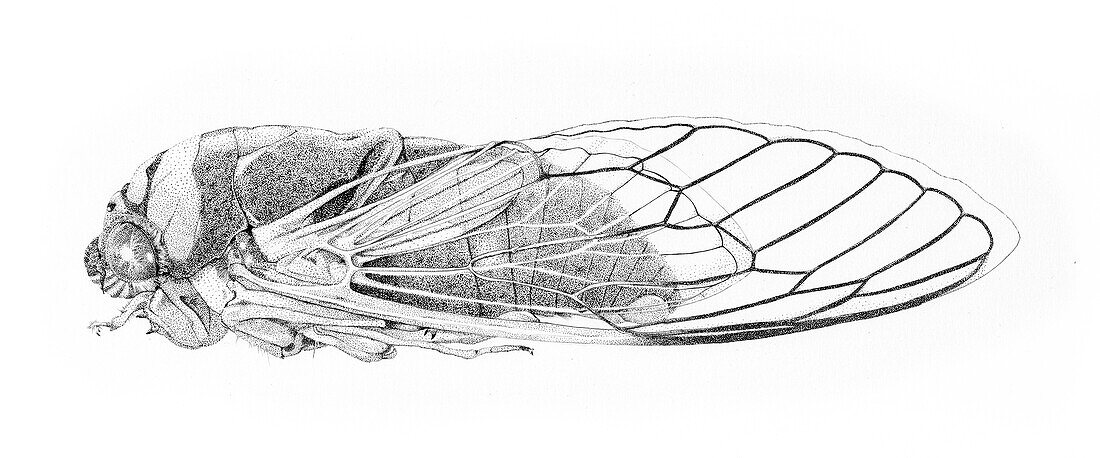 Walker's cicada, illustration