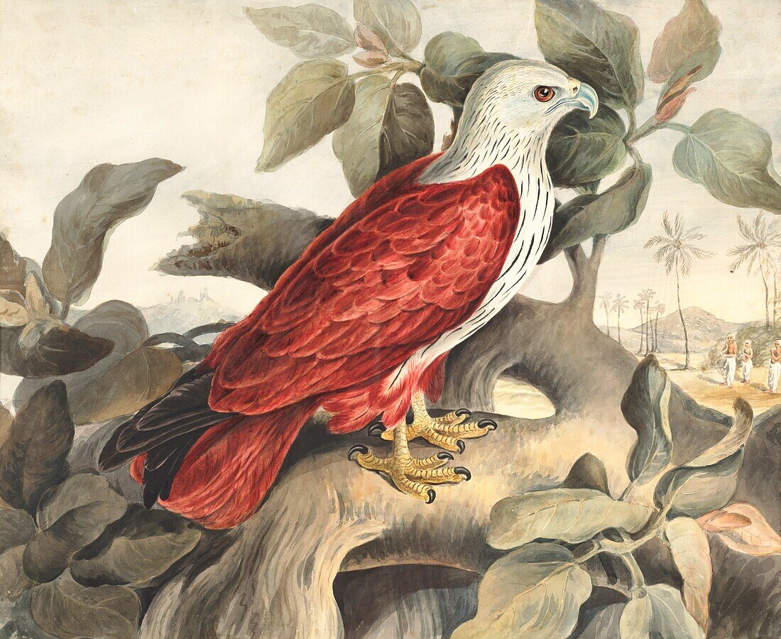 Brahminy kite, 18th century illustration