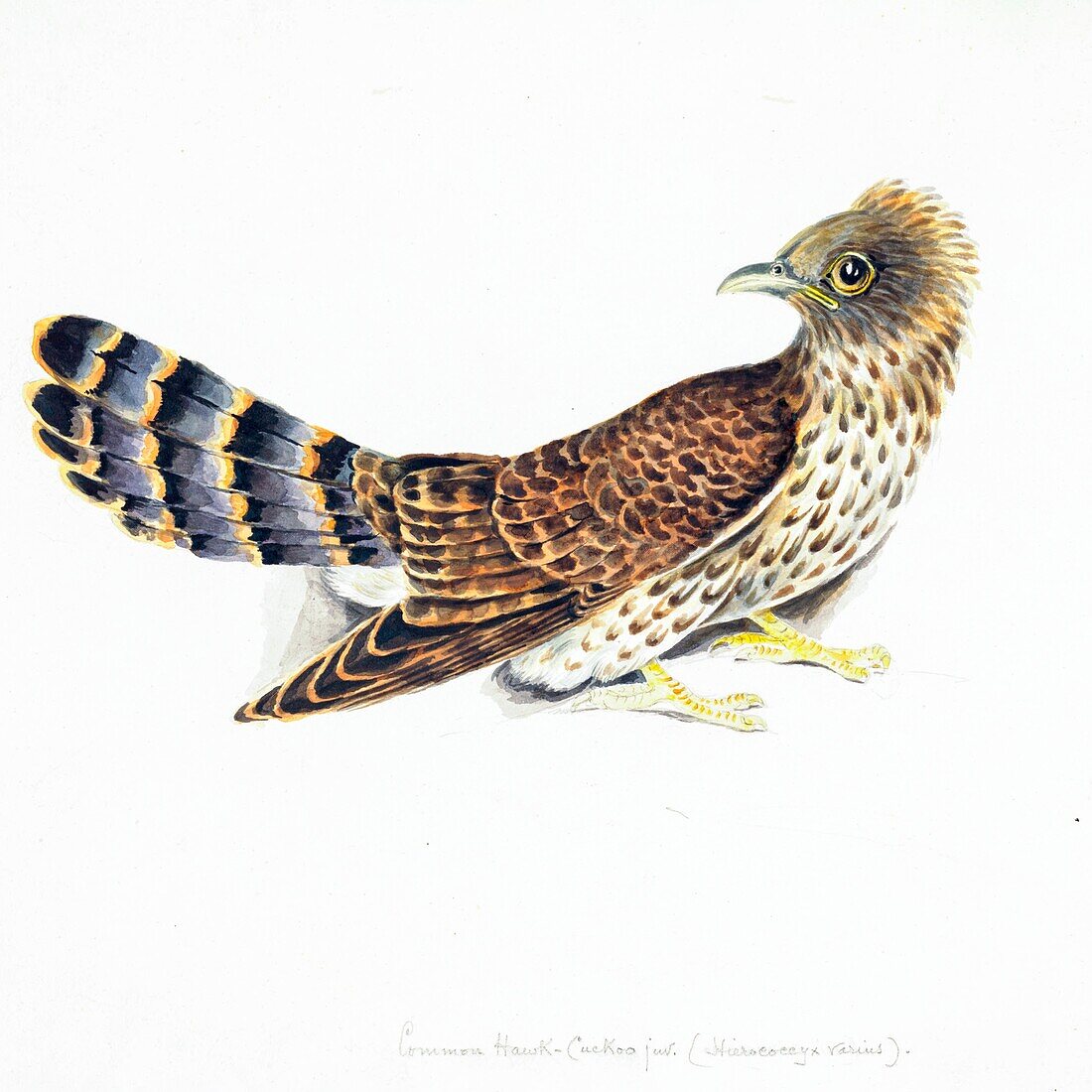 Common hawk-cuckoo, 18th century illustration