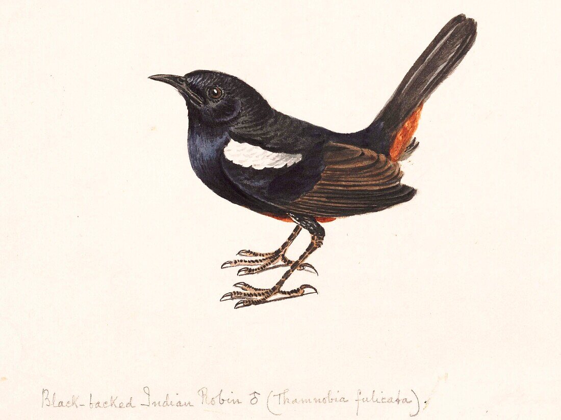 Indian robin, 18th century illustration