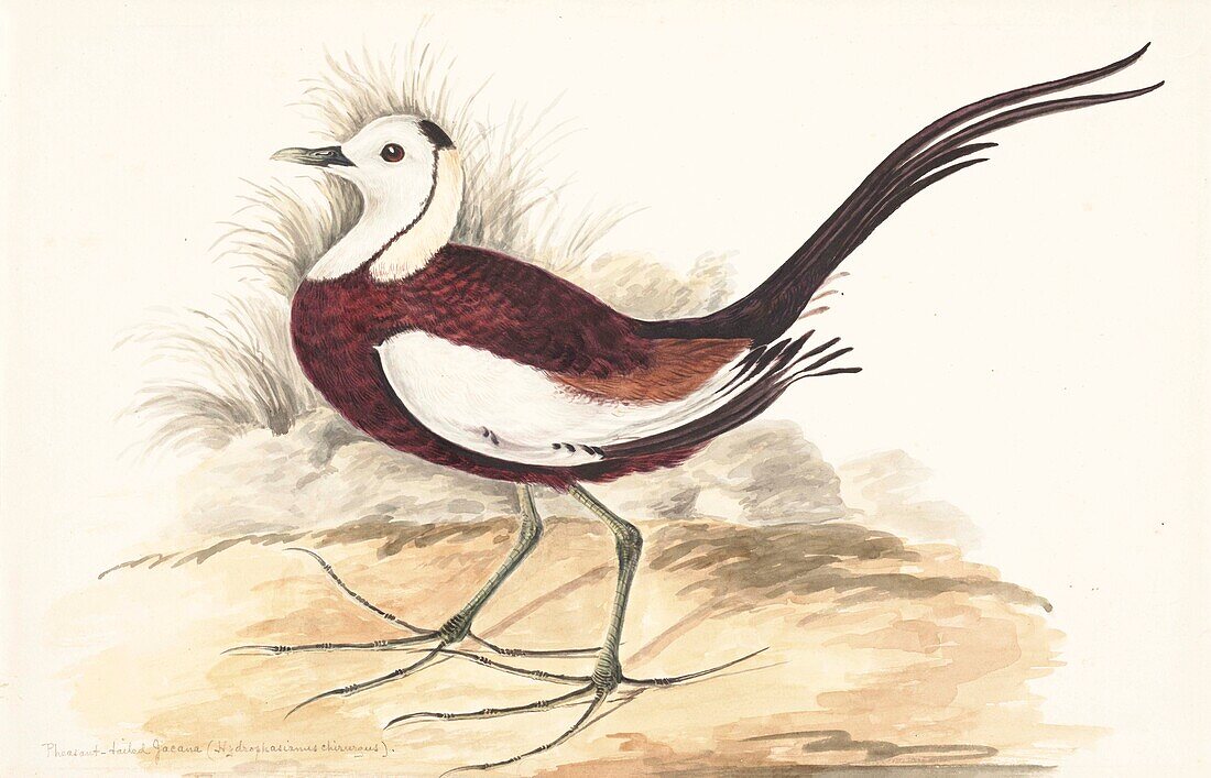 Pheasant-tailed jacana, 18th century illustration