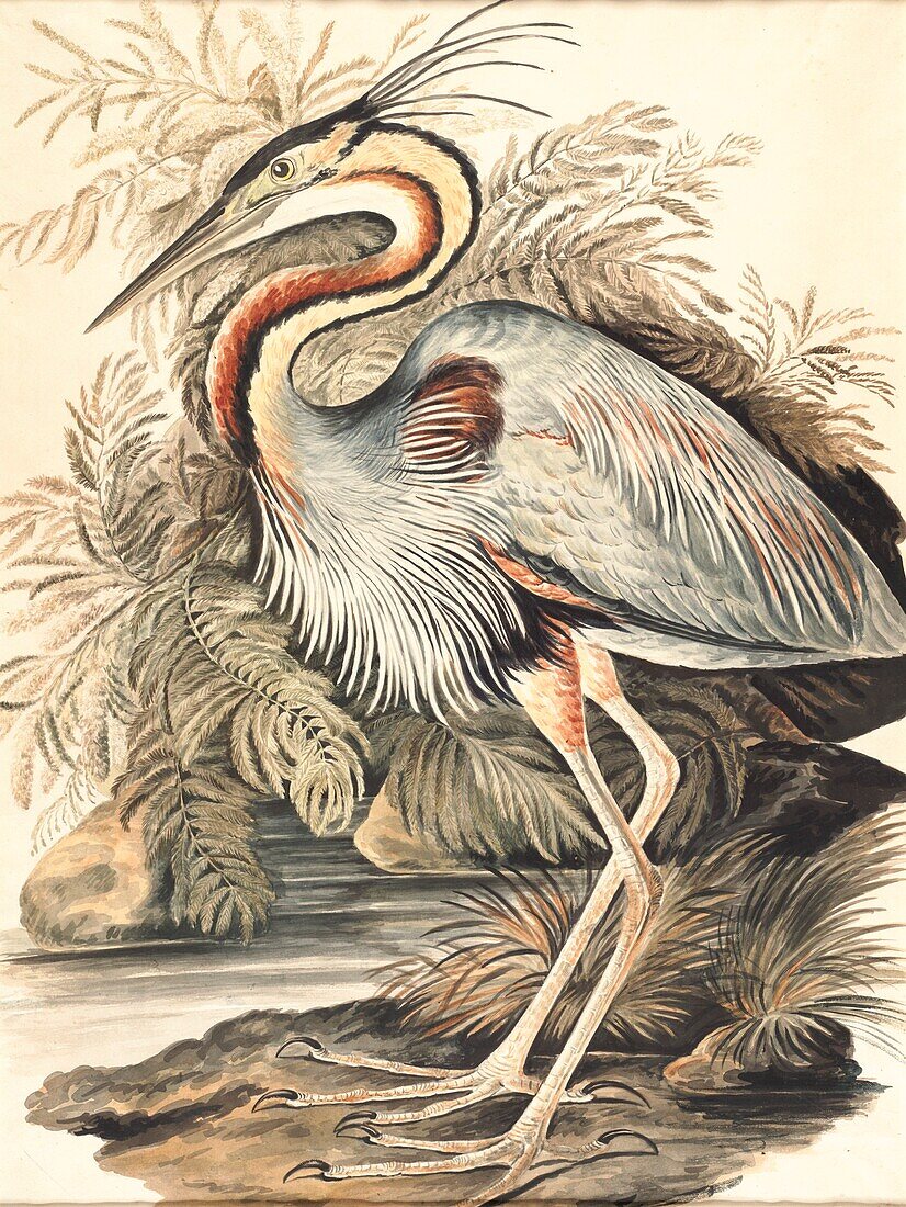 Purple heron, 18th century illustration