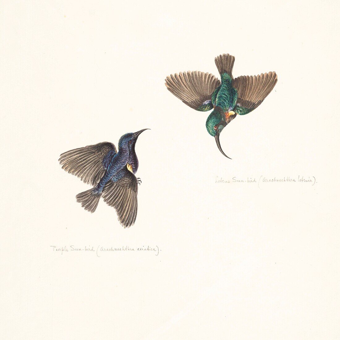 Purple and Loten's sunbirds, 18th century illustration