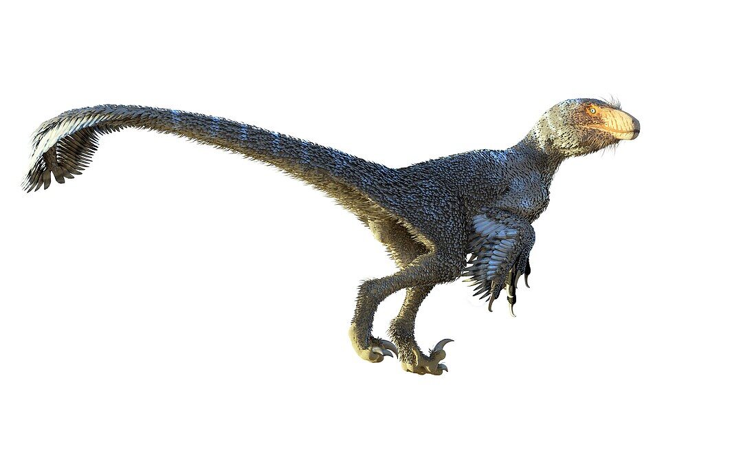 Artwork of the dinosaur dineobellator