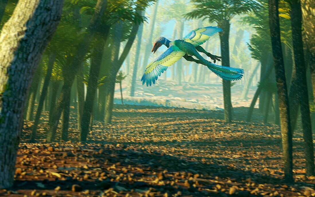 Artwork of Archaeopteryx in Flight