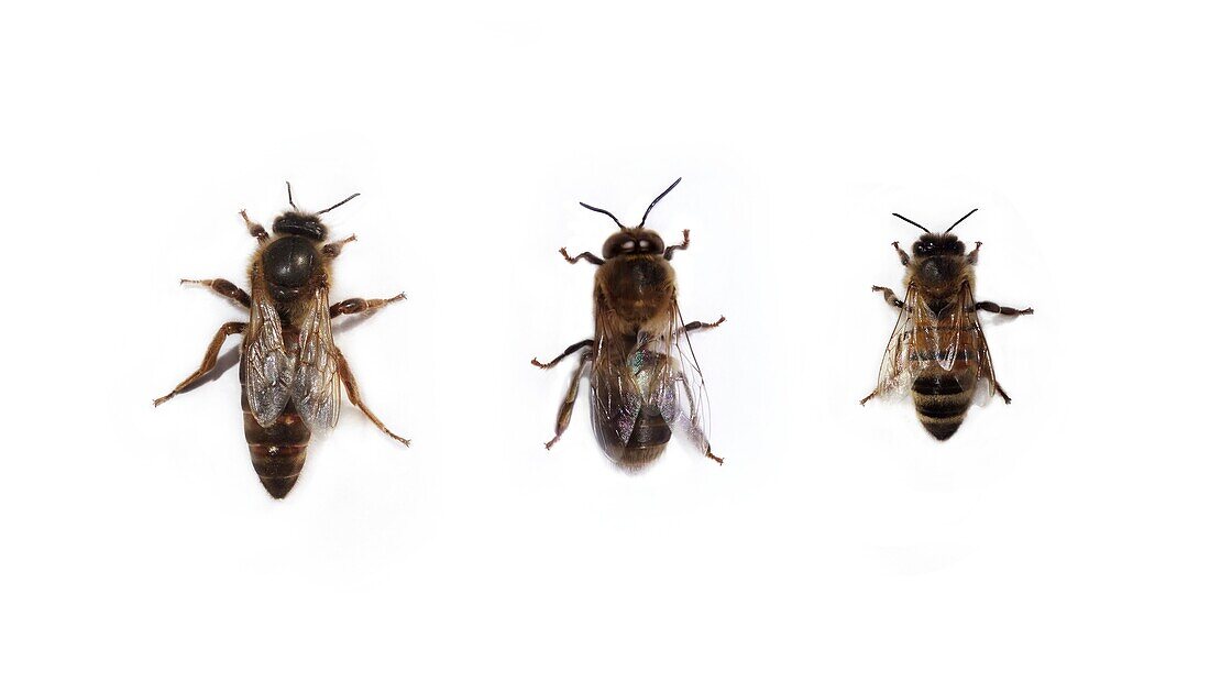 European honey bee queen, drone and worker