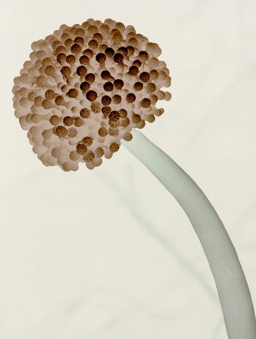 Aspergillus fungus, SEM