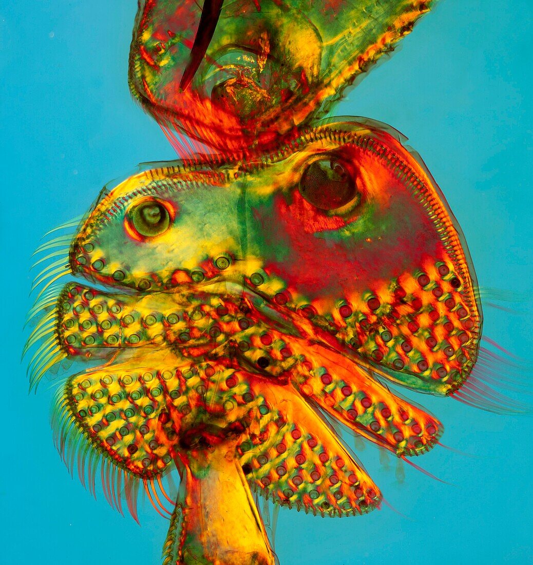 Great diving beetle leg suckers, light micrograph